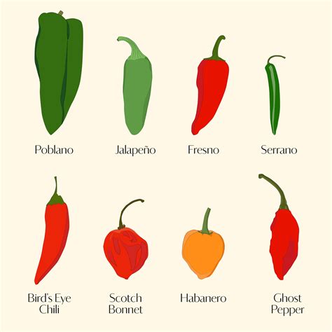 chile pepper or chili pepper